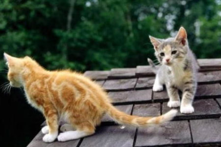 公猫出去多久回来正常？猫咪离家多久算走丢？