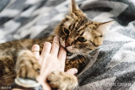 猫咪冷战后会反省吗？跟猫冷战有用吗？试试看效果如何？