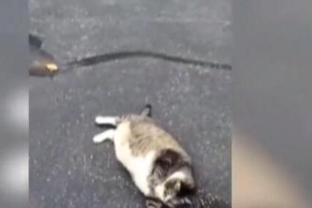 那些叫奶奶猫的猫咪，到底是什么品种？