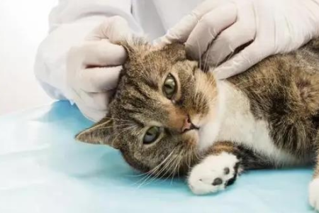 硼酸滴耳液致小猫死亡？宠物用药安全指南