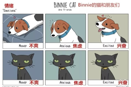 猫和狗：你了解它们之间的相同点和不同点吗？