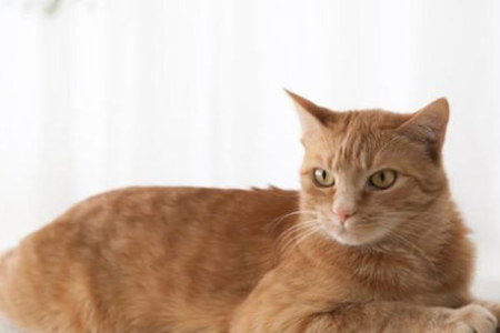 别慌！猫咪抽搐一会儿又好了，可能是这几个原因