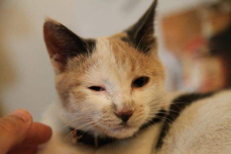 猫眼流脓带泪，别慌！教你如何应对和治疗！