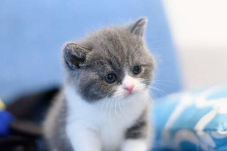 想买重点色猫？先了解为什么它们比其他猫咪便宜