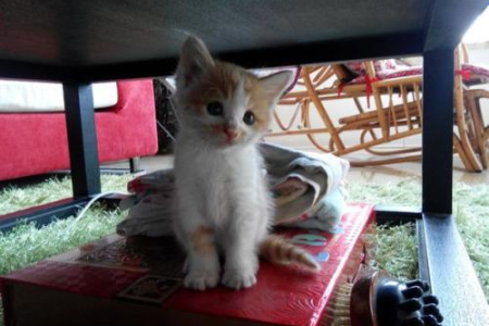 我的猫咪在我身上踩奶，它想表达什么？