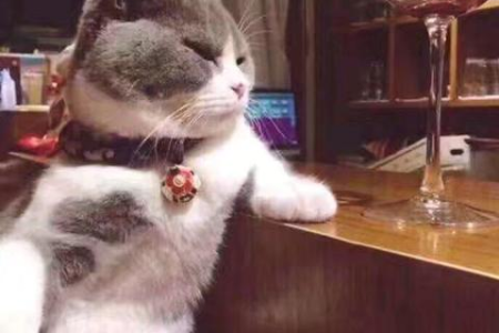 1kg猫粮猫咪能吃多久？不同猫咪食量差异大