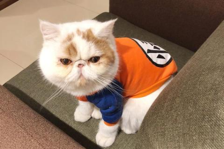 深入了解加菲猫：智商相当于几岁小朋友？