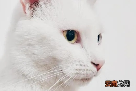 猫咪时不时单眼眨眼睛是怎么回事？原因及应对方法
