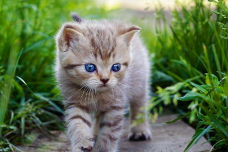 家猫VS野猫：生存环境、饮食习惯大不同！