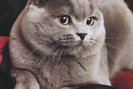 猫咪为啥老蹭我？告诉你猫咪蹭人的真正含义
