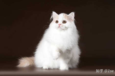 高地长毛猫是什么猫？饲养要点及优缺点全面分析