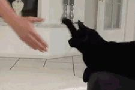 我的猫离开一个月了，它还记得我吗？猫咪的记忆测试