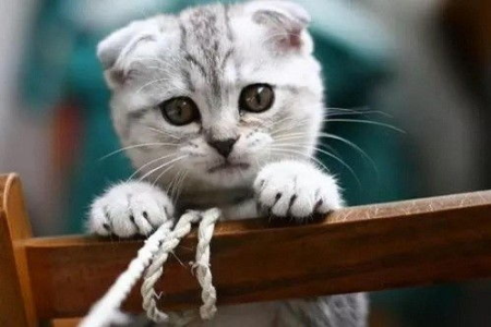 所有折耳猫都会得病？真相可能让你意外