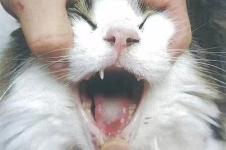 猫咪口炎症状有哪些？警惕这些口腔问题！
