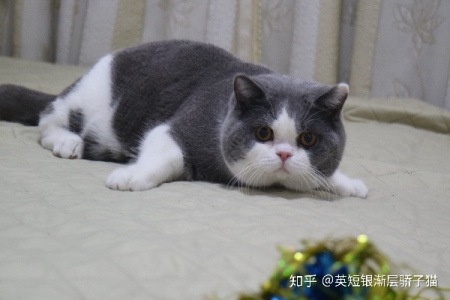 想养蓝猫？蓝白猫和蓝猫到底是不是同一种？