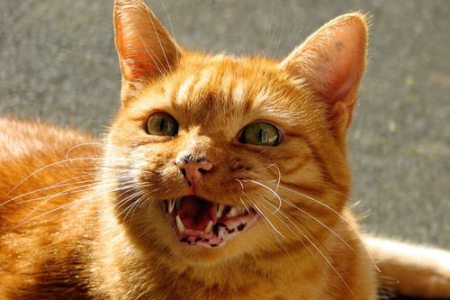 猫咪对你喵喵叫，它到底想表达什么？