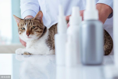 84消毒液猫咪中毒怎么办？正确使用84消毒液避免猫咪中毒