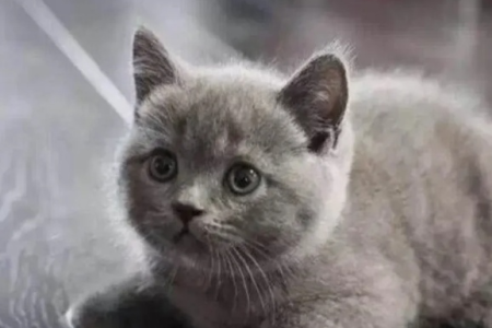 养蓝猫之前必看！蓝猫寿命及影响寿命的因素详解