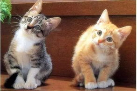 怎么喂猫吃苹果？猫咪吃苹果的正确方法和注意事项