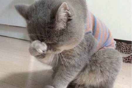 母猫尿少尿频但精神好？这些原因你了解吗？