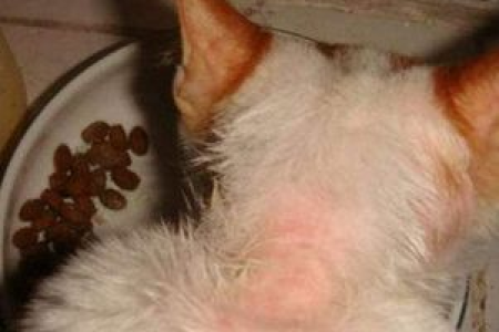 猫癣感染人体后怎么治疗？最有效的几种外用药推荐