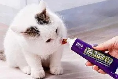 猫咪粘上粘鼠板胶，如何正确清洗和护理？