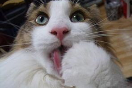 猫舔到嘴巴会感染疾病吗？教你如何安全与猫咪相处