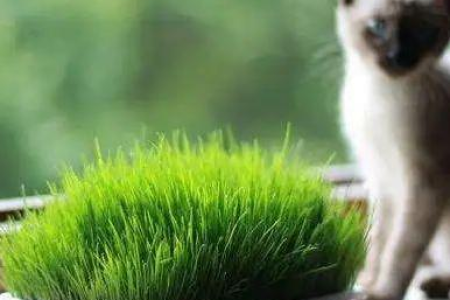 长毛猫和短毛猫吃猫草频率一样吗？猫草的正确食用方法
