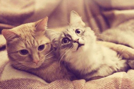 加菲猫能活多久？公猫和母猫寿命一样吗？