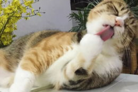 猫咪误食酒精怎么办？家里喷酒精对猫咪的危害有多大？