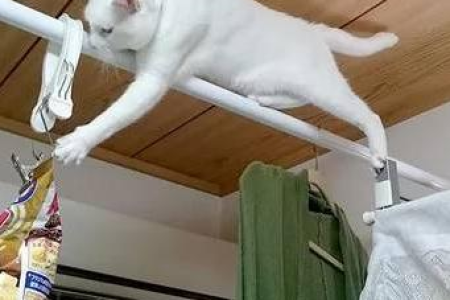 猫咪贪吃吐了怎么办？实用急救和护理指南