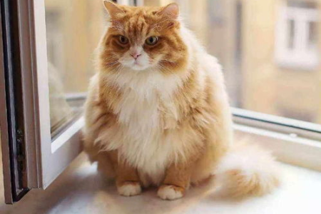 你家橘猫是什么品种？盘点常见的橘色猫咪品种