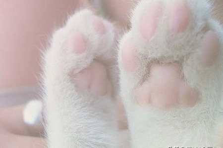 3个月小猫嗜睡？一天睡多久才算合理？