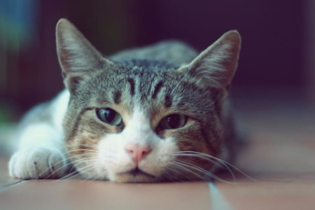 家猫尿不尽是疾病还是其他原因？深度解析