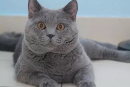 挑战认知：浅色蓝猫价格比深色低？