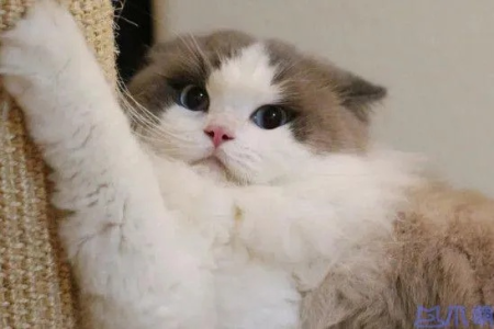猫咪羊水破了怎么知道？图文详解猫咪羊水破裂的症状表现