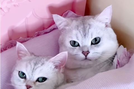 大圆子是什么猫？揭秘这只百万粉丝网红猫的真实身份