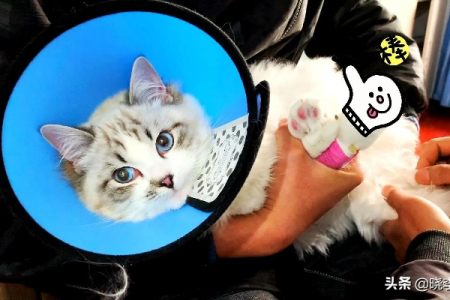 猫手术后伤口多久能好？影响恢复时间的因素有哪些？