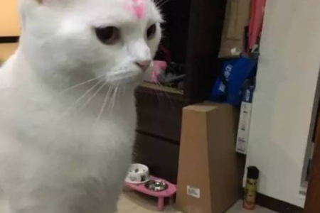 小猫为啥凶人还哈气？有效调教方法全攻略
