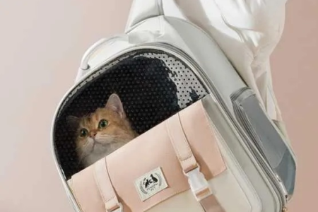 给猫咪买个背包！装猫的背包都叫什么名字？