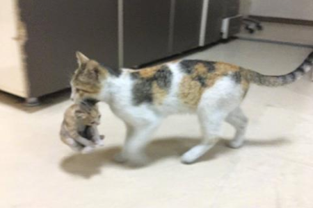 猫妈妈叼走小猫，真的不会再回来了吗？真相是什么？