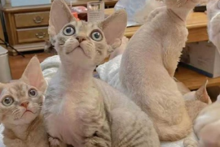 想买德文卷毛猫？哪些颜色最值钱？