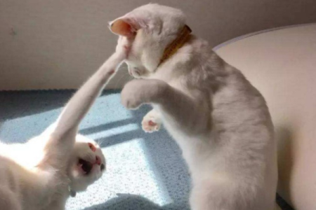 想养两只公猫？先了解它们会不会打架！