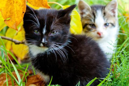 刚出生的小猫咪喂养指南：奶粉选择与喂养技巧