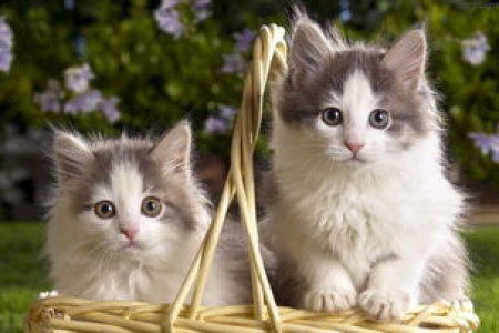 一个月小猫拉屎什么样？新手猫爸妈必看排便指南