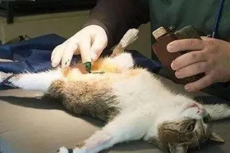 猫咪绝育后为啥乱跑乱撞？兽医教你如何护理猫咪
