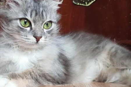 警惕！猫咪躲冰箱冻死，宠物安全需重视