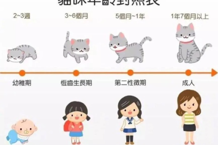 猫咪一个月相当于人多大？科学解读猫咪年龄与人类的对应关系
