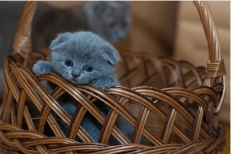 猫咪把奶嘴头吃了怎么办？赶紧看看这些急救措施！