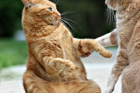 半夜野猫凄厉惨叫，究竟是怎么回事？